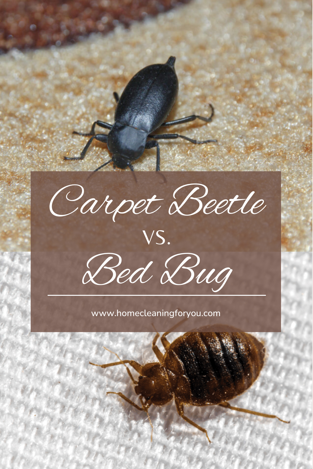 Carpet Beetle Vs. Bed Bug - How To Tell The Difference 2024