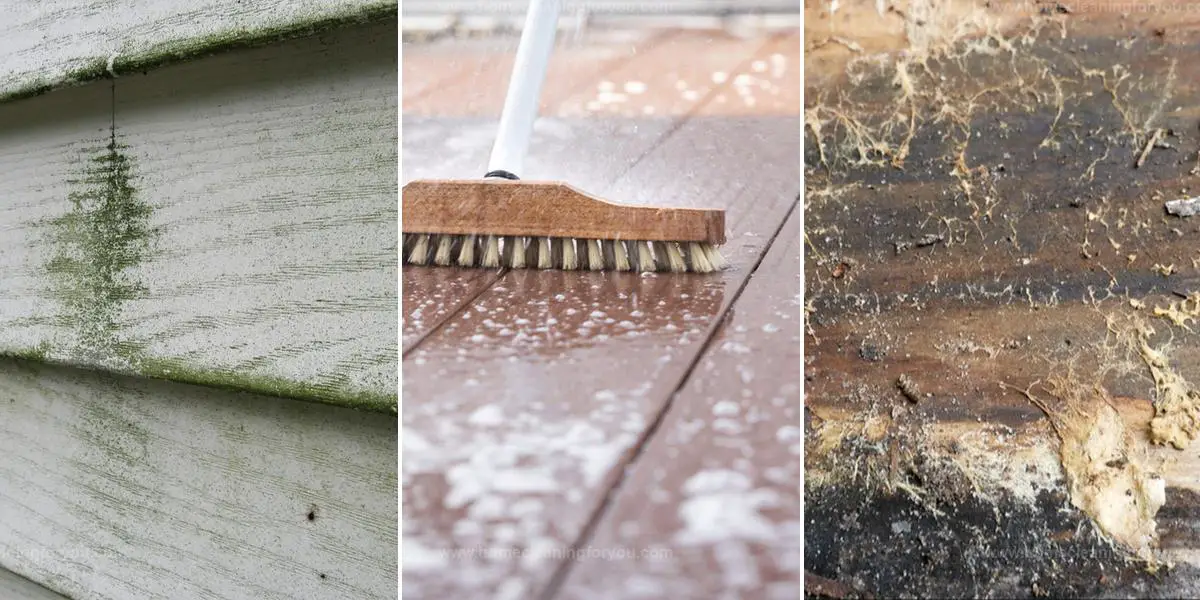 Best Steps to Remove Mildew From Wood Siding