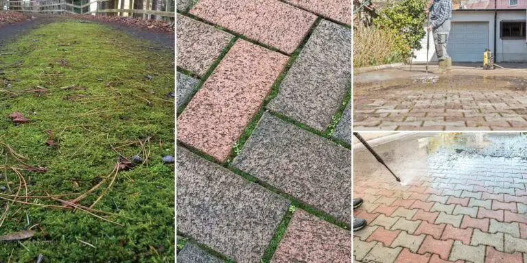 Top Steps to Get Rid of Moss on Driveway